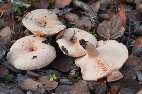 (Lactarius) pubescens