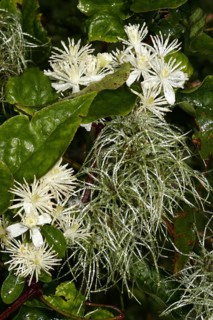 Common Vine