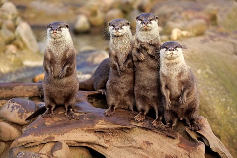 Oriental small-clawed otter