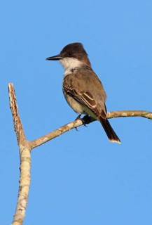 Loggerhead Kingbird