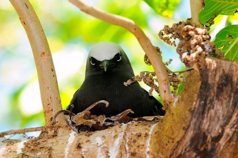 Black Noddy