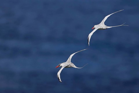 Red-billed Tropicbird