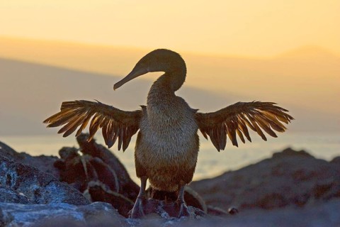 Flightless Cormorant