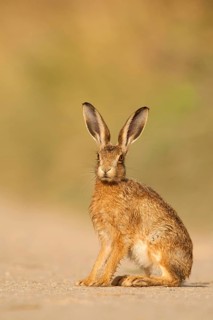 European hare