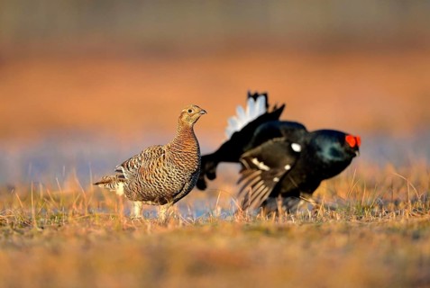 Black grouse