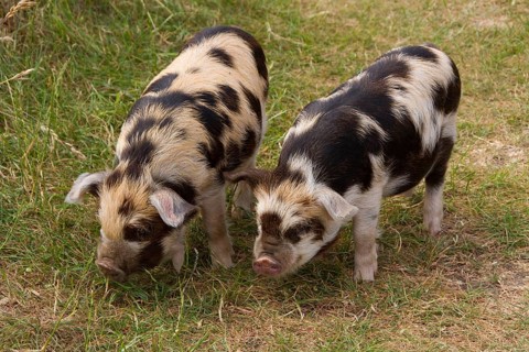 Kune-Kune Piglet