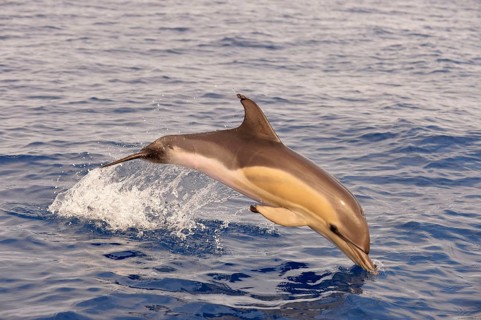 Short-beaked Common Dolphin