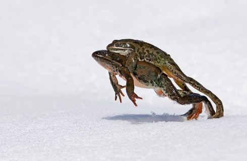 Georgian Marsh Frog