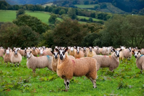 Domestic Sheep