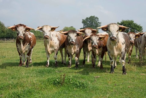 Domestic Cattle