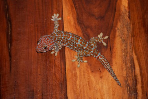 Tokay gecko