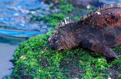 Galapagos Sea Lizard