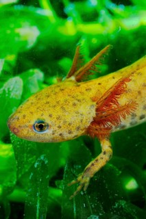Alpine Newt