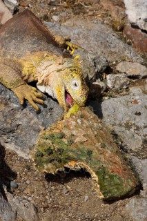 Land Iguana