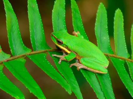 Eastern eastern dwarf tree frog