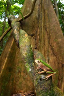 Tree Frog