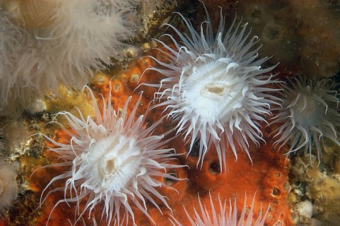 Elegant anemone