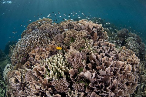 Coral reef habitat with various fish species