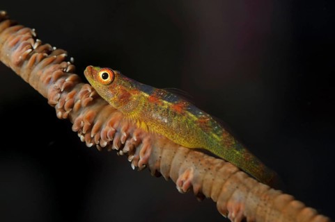 Loki Whip-goby