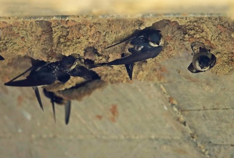Rusty-sleeping Swallow