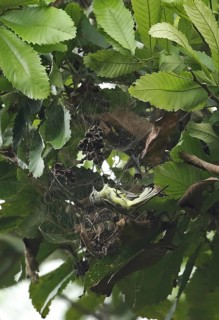 Panamanian Tyrannulet