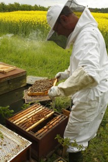 Professional beekeeping