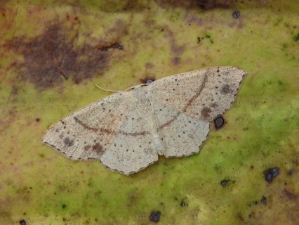 Dotted oak girdle moth