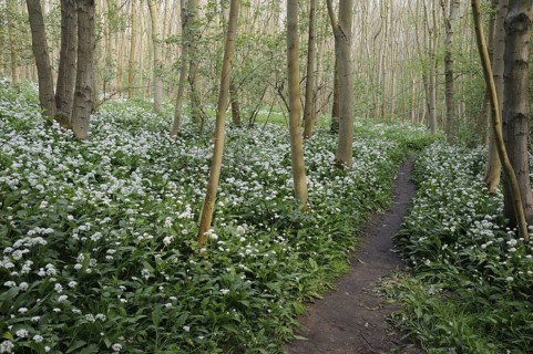 Ramsons