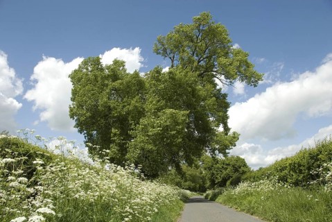Black Poplar