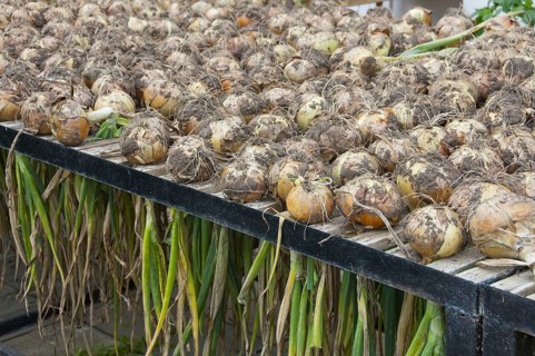 Onion