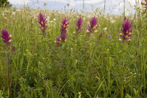 Flowering field cow-wheat