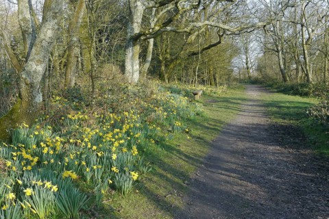 Wild Daffodil