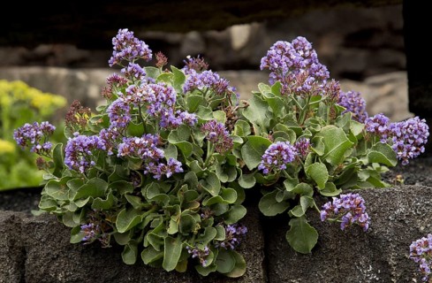 Rocky euphrophied sea lilac
