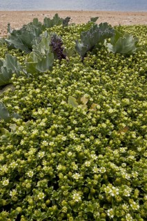 Sea Sandwort