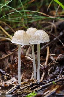 Yellowleg Bonnet