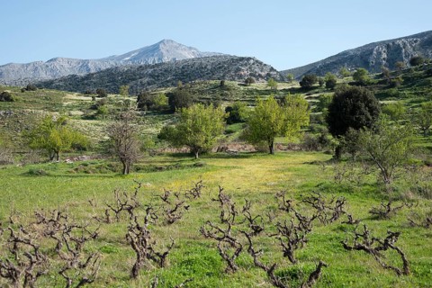 Vineyard near Agios Konstantinos