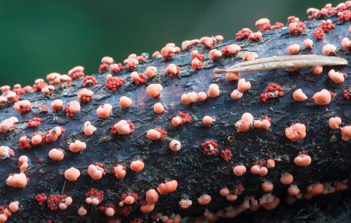 Vermilion pustule mushroom