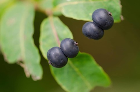 Black honeysuckle