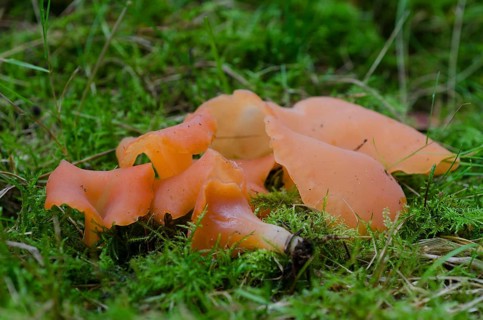 Flesh red jelly funnel