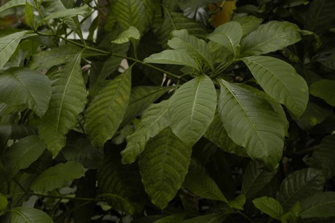 African Voacanga