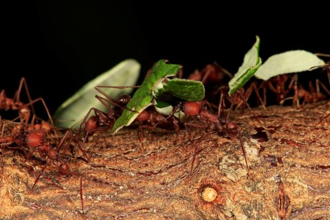 Leafcutter ant
