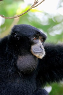 Siamang