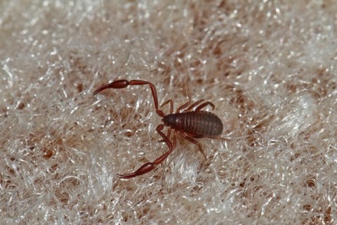 Book Scorpio