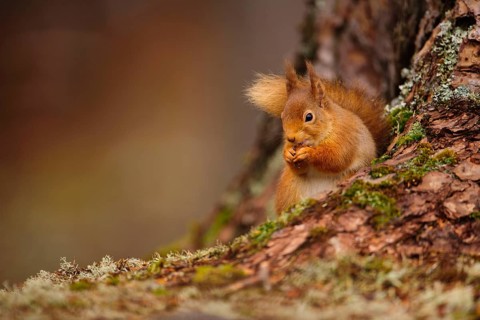 Eurasian red eurasian red squirrel