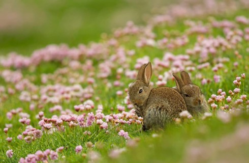 European rabbit