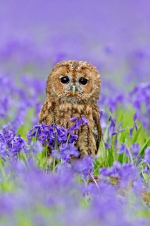 Tawny Owl