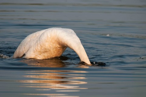 Mute Swan