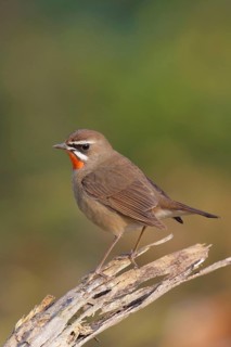 Siberian Rubythroat