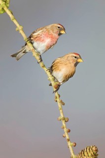 Lesser Redpoll