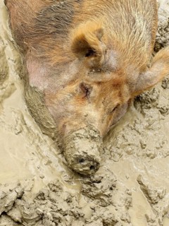 Domestic pig